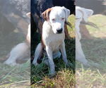 Small #2 Mutt