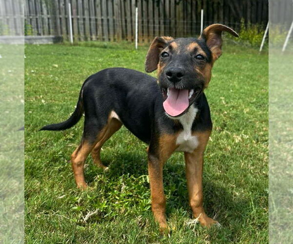 Medium Photo #3 Carolina Dog-Unknown Mix Puppy For Sale in Canton, CT, USA