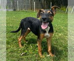 Small #2 Carolina Dog Mix