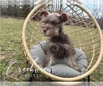 Small #5 Schnauzer (Miniature)