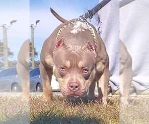 Father of the American Bully puppies born on 03/14/2022