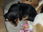 Small Photo #10 Beagle Puppy For Sale in CENTRALIA, WA, USA