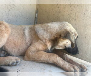 Anatolian Shepherd-German Shepherd Dog Mix Dogs for adoption in Oklahoma City, OK, USA