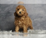 Puppy Kit Kat AKC Poodle (Miniature)