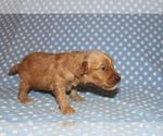 Small Photo #9 Goldendoodle (Miniature) Puppy For Sale in BLMGTN, IN, USA