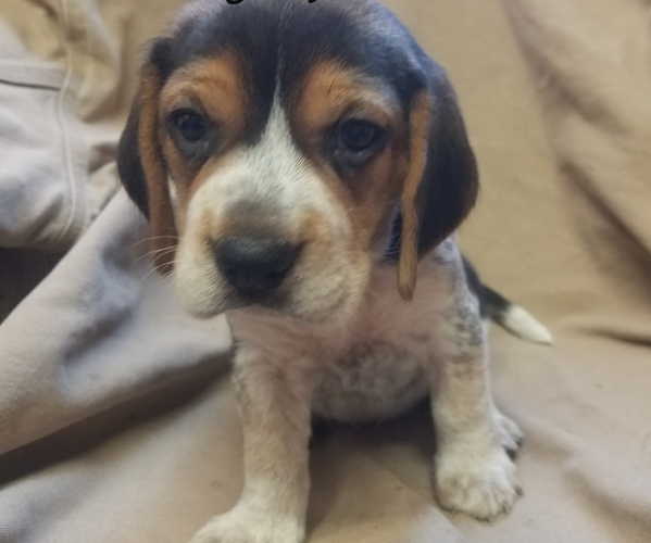 Medium Photo #1 Beagle Puppy For Sale in LINCOLN, TX, USA