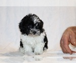 Small #13 ShihPoo