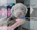 Small Photo #3 Labrador Retriever Puppy For Sale in HARLEM, GA, USA