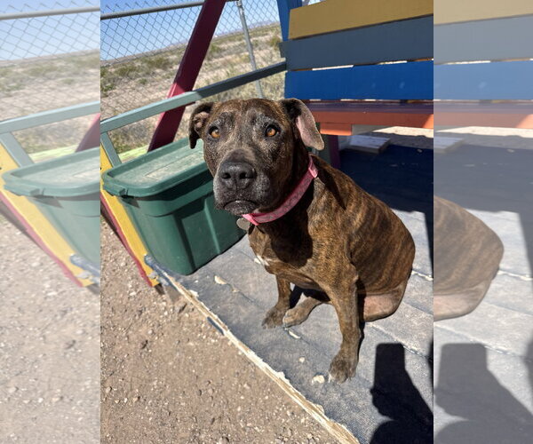 Medium Photo #5 Boxer-Unknown Mix Puppy For Sale in Williamsburg, NM, USA