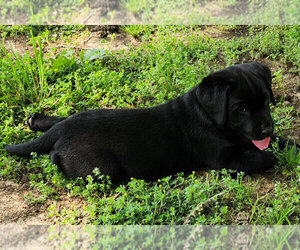 Labrador Retriever Puppy for Sale in LONE OAK, Texas USA