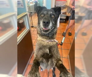 August - Female Mutt Dog for Adoption - Photo #11