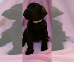 Goldendoodle Puppy for sale in DYERSBURG, TN, USA