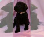 Small Photo #1 Goldendoodle Puppy For Sale in DYERSBURG, TN, USA