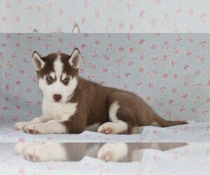 Siberian Husky Puppy for sale in FREDERICKSBG, OH, USA