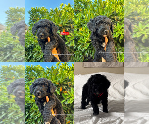 Poodle (Standard) Puppy for sale in EXETER, CA, USA
