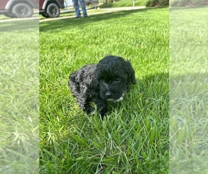 Poodle (Toy) Puppy for sale in ANDERSON, IN, USA