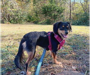 Winnie - Female Mutt Dog for Adoption - Photo #3