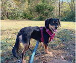 Small Photo #3 Mutt Puppy For Sale in Candler, NC, USA