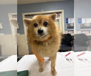 Pomeranian Dogs for adoption in Riverside, CA, USA
