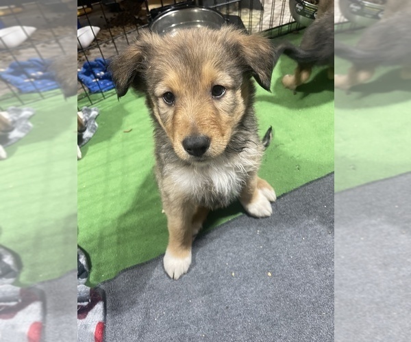 Medium Photo #6 English Shepherd-Scotch Collie Mix Puppy For Sale in WILDER, ID, USA