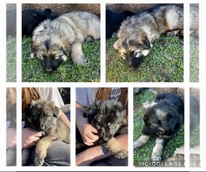 German Shepherd Dog Puppy for Sale in MARSHALL, Oklahoma USA