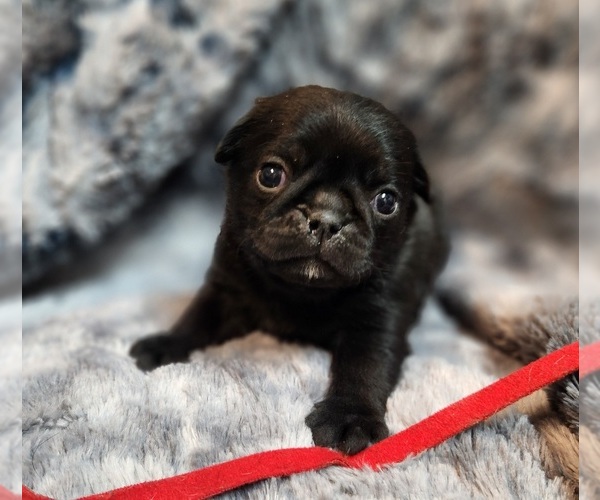 Medium Photo #5 Pug Puppy For Sale in AFTON, WY, USA