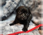 Small #4 Pug