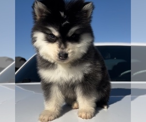 Alaskan Malamute Puppy for sale in BOISE, ID, USA
