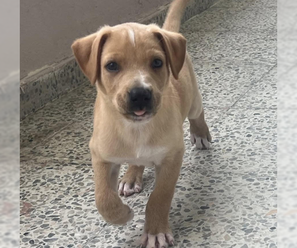 Medium Photo #5 Labrador Retriever-Unknown Mix Puppy For Sale in Jefferson, NJ, USA
