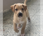 Small #4 Labrador Retriever Mix
