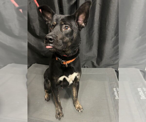 Medium Photo #3 German Shepherd Dog-Unknown Mix Puppy For Sale in Dana Point, CA, USA