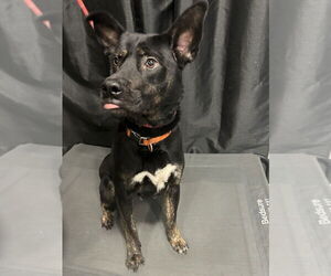 Midnight - Female German Shepherd Dog-Unknown Mix Dog for Adoption - Photo #3