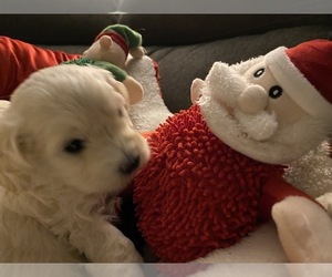 Maltipoo Puppy for sale in GEORGETOWN, KY, USA