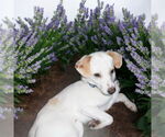Small #8 Mutt