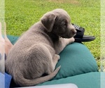 Puppy Prometheus Labrador Retriever