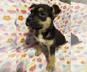 German Shepherd Dog-Unknown Mix Dogs for adoption in Holly Springs, NC, USA