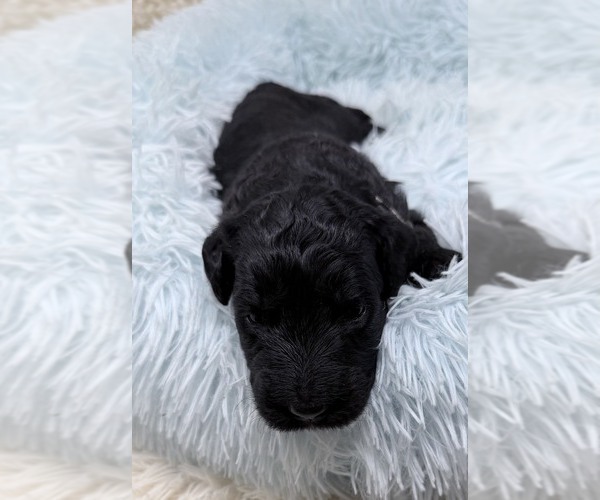 Medium Photo #49 Goldendoodle Puppy For Sale in PIERSON, FL, USA