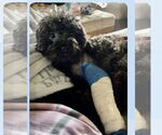 Small #2 Poodle (Toy)