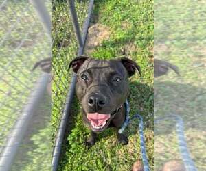 Sid - Male Mutt Dog for Adoption - Photo #5