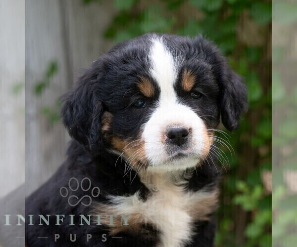 Medium Photo #4 Bernese Mountain Dog-Cavalier King Charles Spaniel Mix Puppy For Sale in RICHFIELD, PA, USA