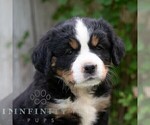 Small #3 Bernese Mountain Dog-Cavalier King Charles Spaniel Mix