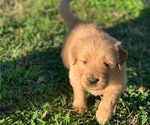 Small Photo #5 Golden Retriever Puppy For Sale in LOVELADY, TX, USA