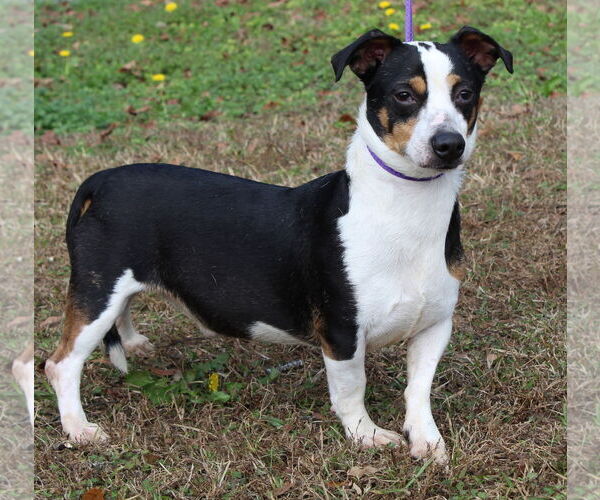Medium Photo #1 Toy Rat Doxie Puppy For Sale in Prattville, AL, USA