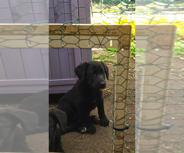 Medium Photo #14 Labrador Retriever-Mutt Mix Puppy For Sale in LOVELADY, TX, USA