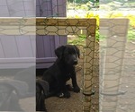 Small #13 Labrador Retriever-Mutt Mix