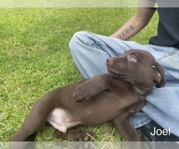 Medium Photo #5 Labrador Retriever Puppy For Sale in WARNER ROBINS, GA, USA
