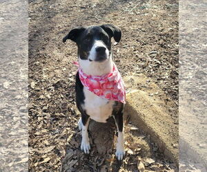 Australian Shepherd-German Shepherd Dog Mix Dogs for adoption in Fenton, MO, USA