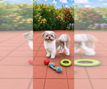 Small Photo #5 Shih Tzu Puppy For Sale in Weston, FL, USA