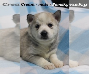 Pomsky Puppy for sale in OWENTON, KY, USA