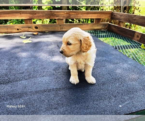 Medium Photo #6 Goldendoodle Puppy For Sale in LEON, KS, USA